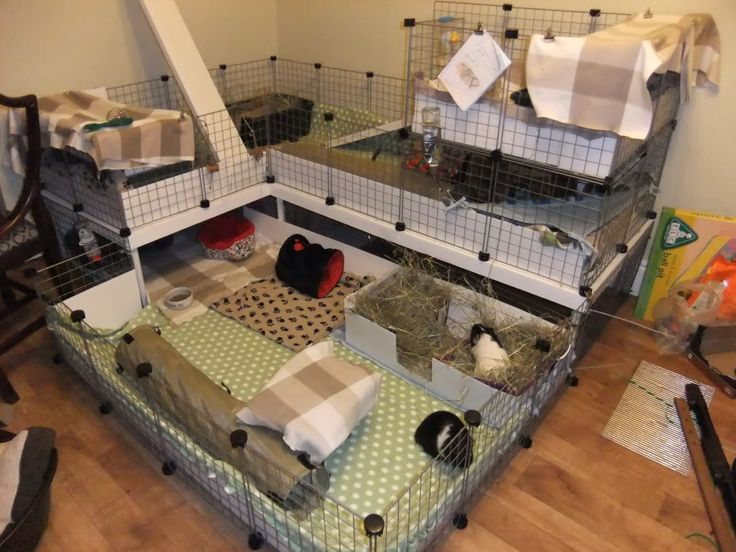 indoor guinea pig house